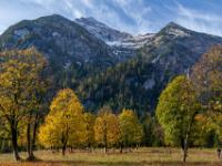Herbstliche Ahornbäume im Vorderen Ahornboden überragt vom Gamsjoch Massiv
